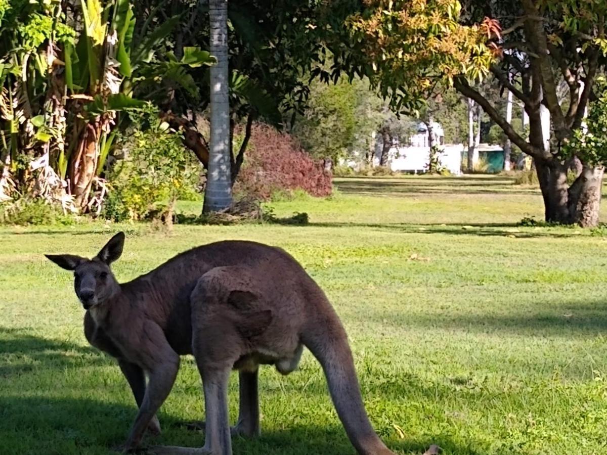 Lake Weyba Noosa Lodge & Kangaroos Peregian Beach Buitenkant foto