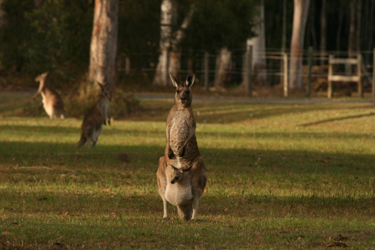 Lake Weyba Noosa Lodge & Kangaroos Peregian Beach Buitenkant foto