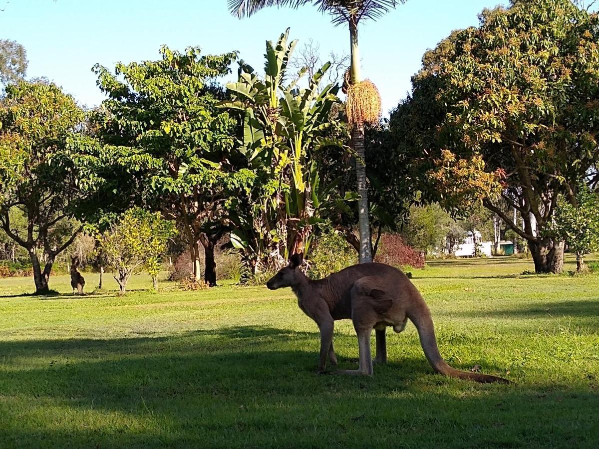 Lake Weyba Noosa Lodge & Kangaroos Peregian Beach Buitenkant foto