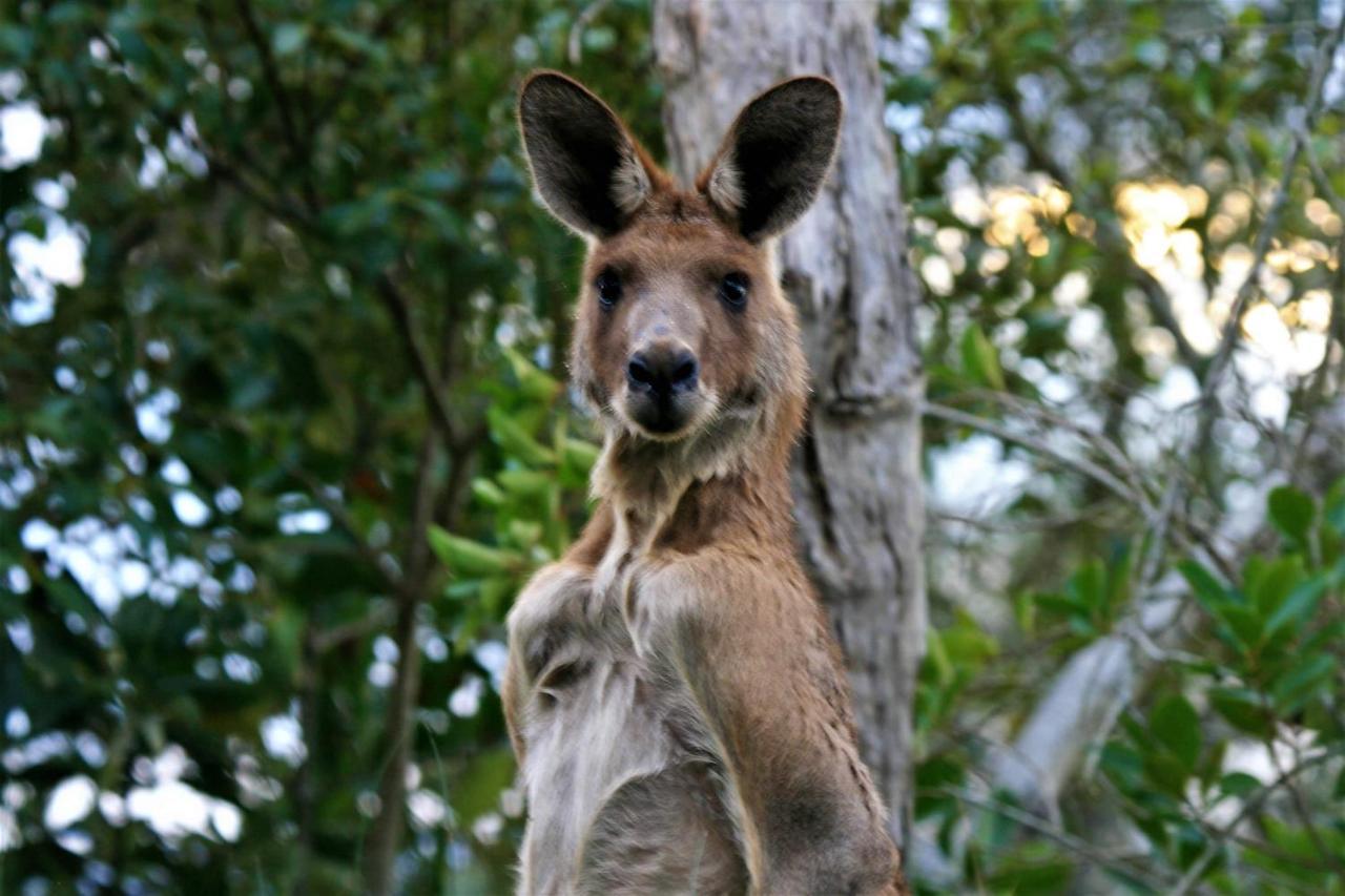 Lake Weyba Noosa Lodge & Kangaroos Peregian Beach Buitenkant foto
