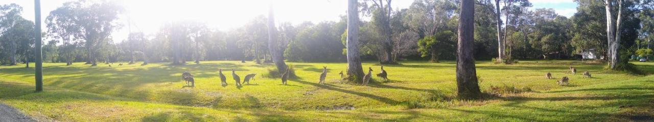 Lake Weyba Noosa Lodge & Kangaroos Peregian Beach Buitenkant foto