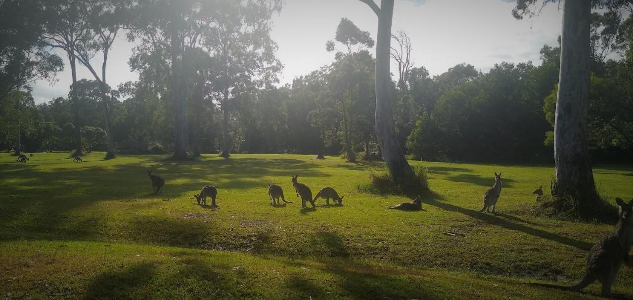 Lake Weyba Noosa Lodge & Kangaroos Peregian Beach Buitenkant foto
