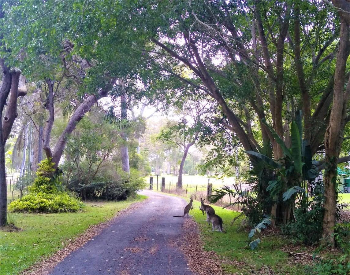 Lake Weyba Noosa Lodge & Kangaroos Peregian Beach Buitenkant foto